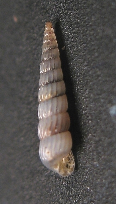 Turbonilla hamata